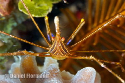 arrow crab is posing by Daniel Flormann 